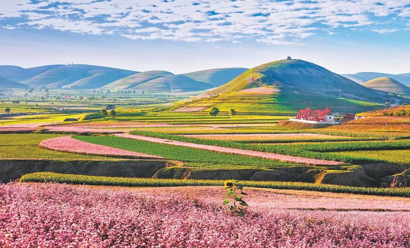 定边荞麦
